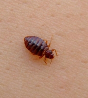 bedbug1 (3)